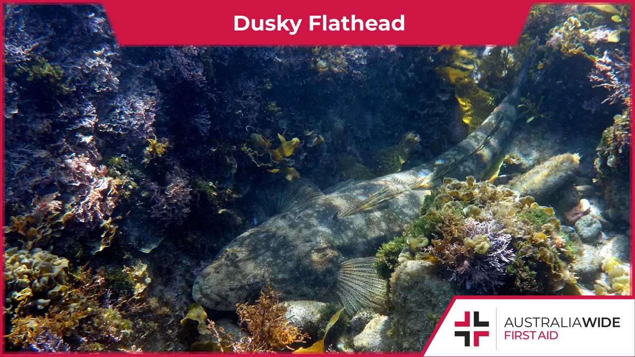 Dusky Flathead